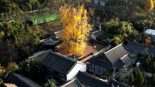 陕西省西安市古观音禅寺银杏树航拍