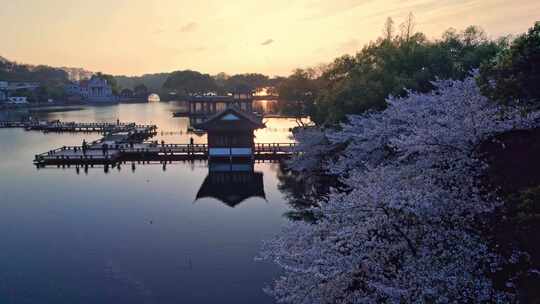 杭州西湖樱花