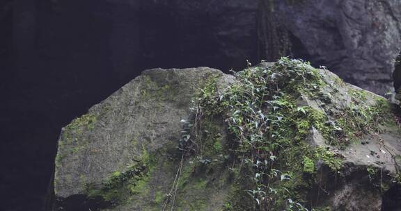 【4K】空镜山林顽强山石苔藓滴水