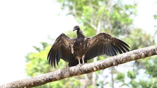 黑鹫，翅膀，鸟，哥斯达黎加