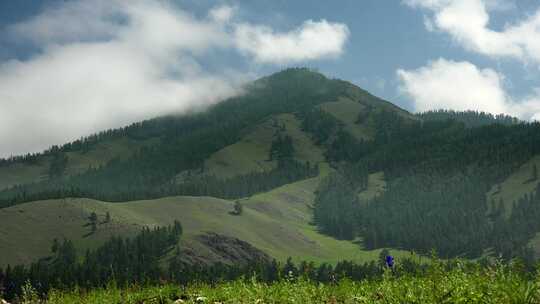 大山和树林