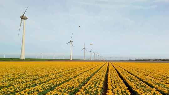 风车公园与郁金香花在春天风车涡轮机荷兰欧