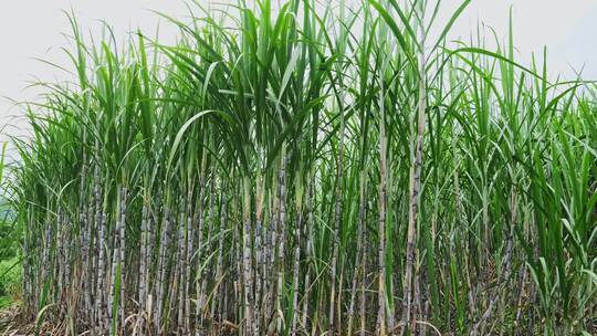 广西甘蔗种植蔗糖制糖原料乡村振兴农业田地视频素材模板下载
