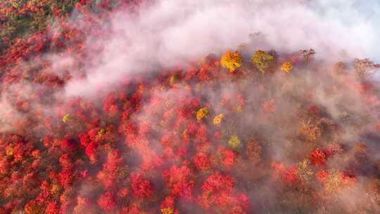 4K秋天五花山吉林东北秋景日出云海云雾逆光