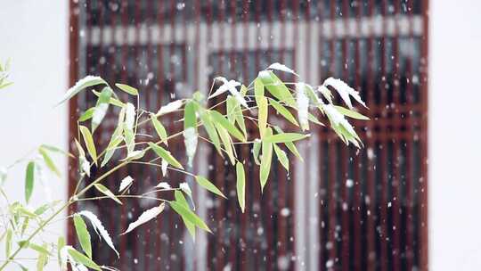 北京大雪下的古建筑竹叶雪花