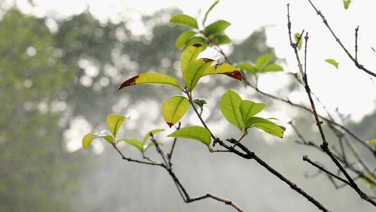 春天雨中的树枝叶子
