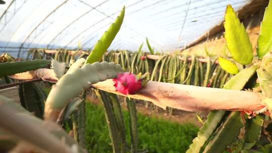 水果种植 火龙果树 火龙果种植基地