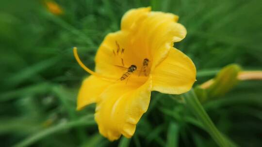 蜜蜂采蜜升格慢镜头花丛花簇自然美花头黄色