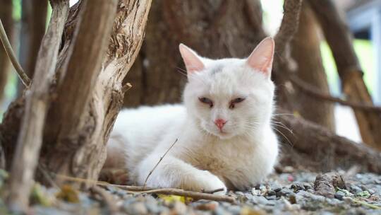 白色的猫躺在街道边休息