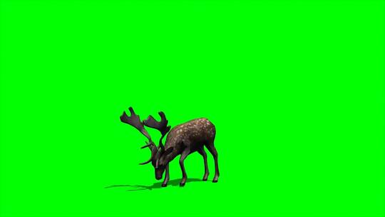 绿幕-动物-梅花鹿低头饮水