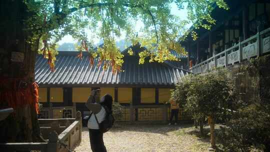 重庆天心寺银杏实拍