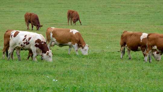 大草原上吃草的牛群视频素材模板下载