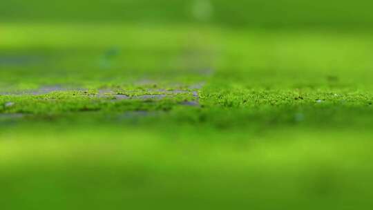 绿色的苔藓光影效果背景4K空镜