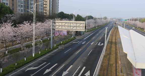 清晨樱花盛开时节苏州城市道路樱花大道美景