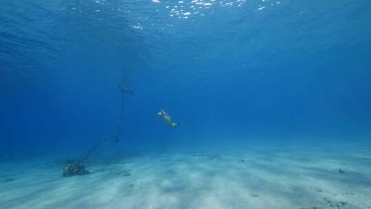 海龟，海洋，海洋生物，水下