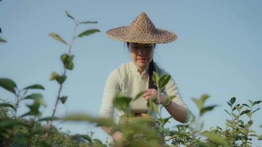 采茶姑娘 实拍春茶素材