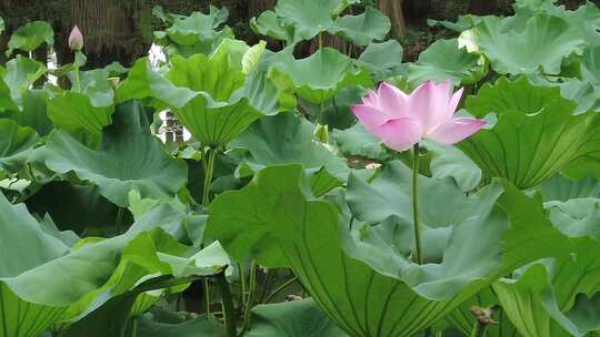 夏季农业种植荷花荷叶莲藕实拍