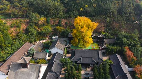 航拍西安古观音禅寺秋天银杏树