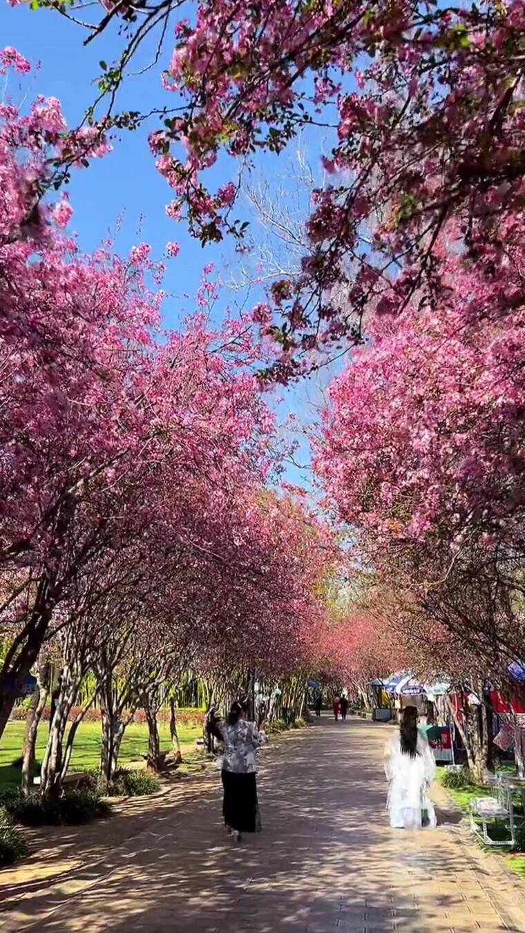 视频素材，唯美意境，清新自然，治愈系风景