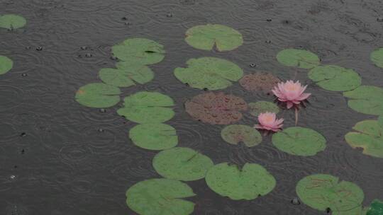 雨中的荷花视频素材05