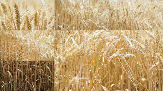 金色麦浪麦穗成熟的麦子视频素材模板下载