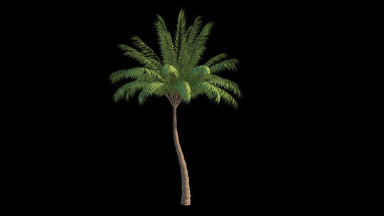 风中的棕榈循环阿尔法通道