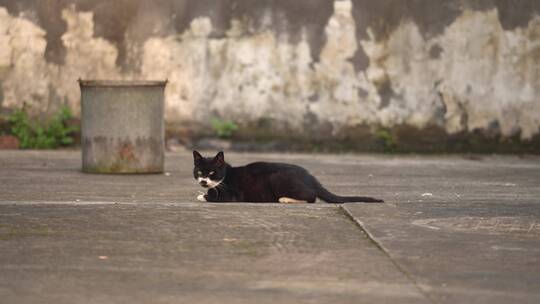 远景玩耍的黑猫