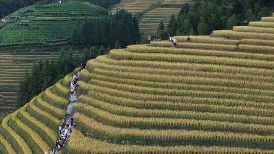 中国广西桂林市龙胜各族自治县龙脊梯田