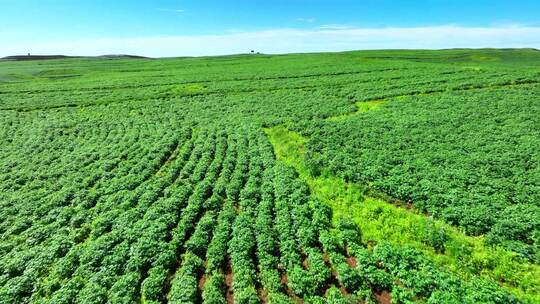 高山土豆马铃薯种植