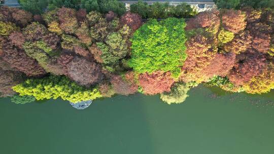 深圳洪湖公园落羽杉