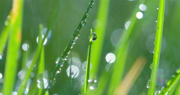 水滴落下低落嫩绿色的草上