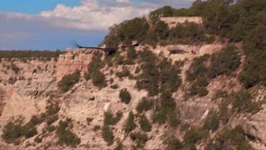 一只火鸡秃鹫飞越大峡谷