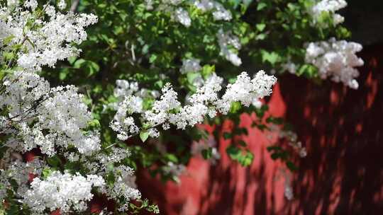 红墙丁香花