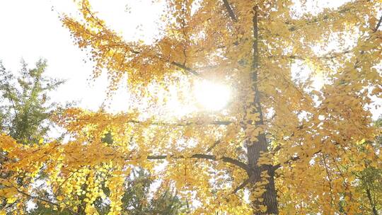 秋天金黄色的银杏树视频素材模板下载
