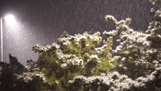 夜晚大雪纷飞之中的松树夜空和路灯