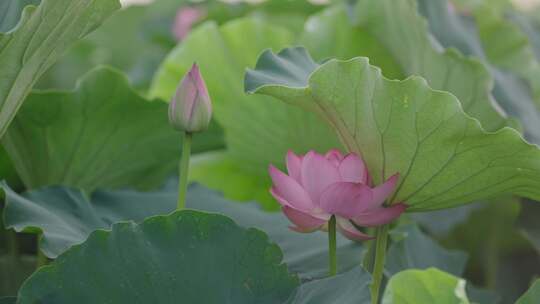 荷花 荷叶 荷花池视频素材模板下载