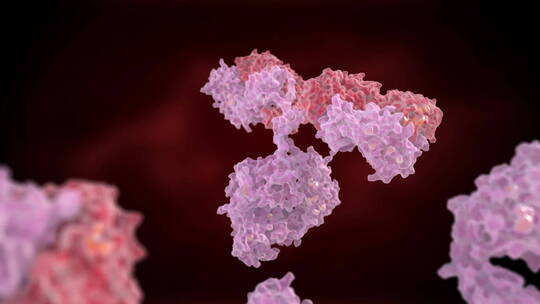 人体免疫球蛋白分子