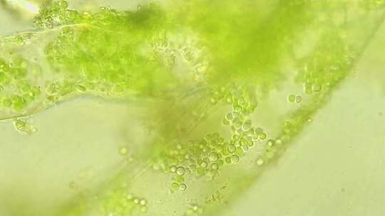 显微镜下藻类细胞液细胞组织视频素材模板下载