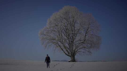 人，行走，雪，树