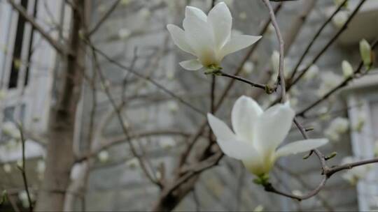 春天绽放的木兰花