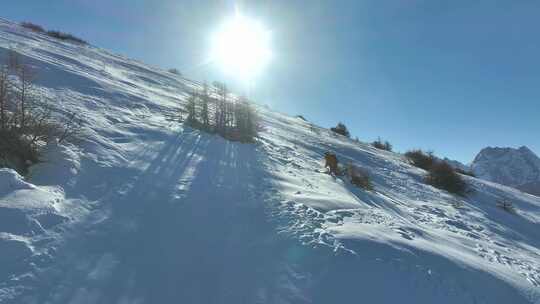 实拍登雪山画面