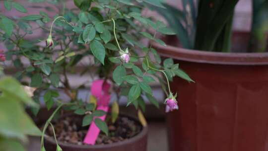 花 观赏花 欣赏 种植 绿植