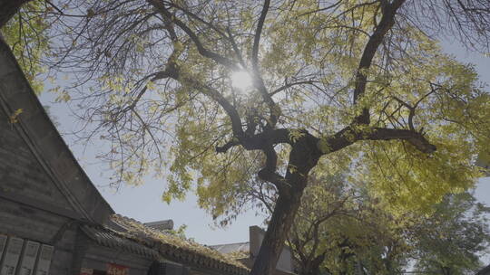北京秋天景色 唯美秋天