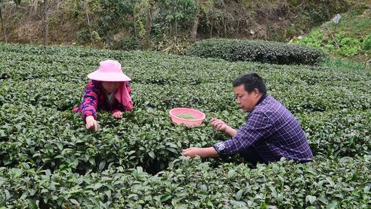 茶叶茶绿茶采茶茶山春茶茶园4K实拍