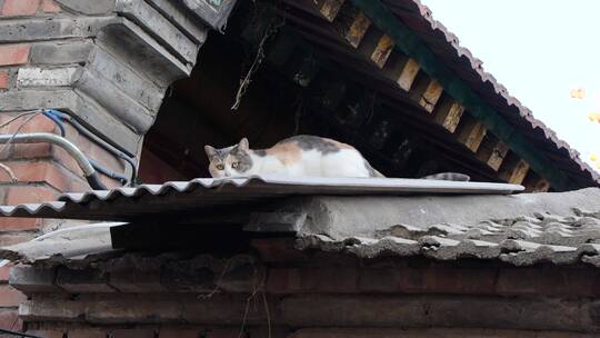 农村屋檐上的猫