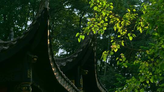 树枝阳光屋顶寺庙