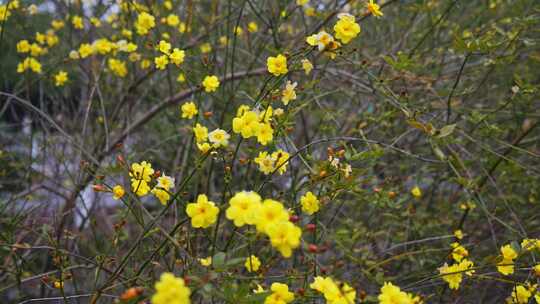 早春迎春花清明花小黄花花簇花瓣花蕊花朵