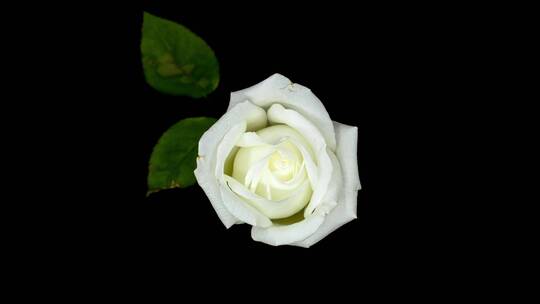 白玫瑰和叶子延时摄影视频素材模板下载