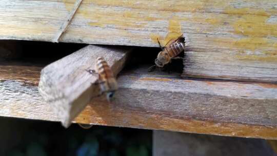 蜂箱 蜜蜂 养蜂人 蜂巢 蜂蜜 蜂场视频素材模板下载