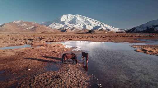 航拍新疆帕米尔高原慕士塔格峰吃草的马